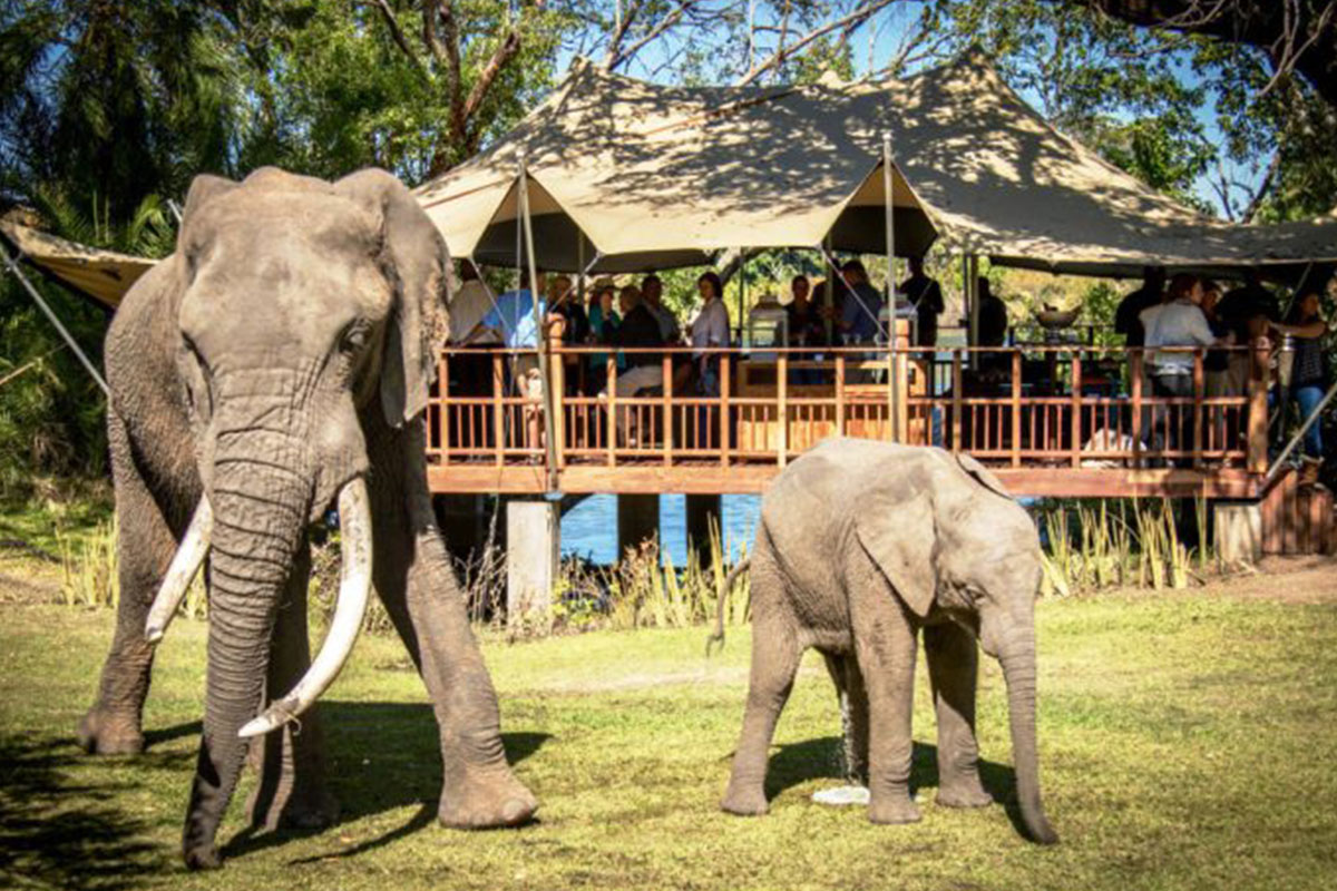 01 elephant-cafe-Victoria-Falls 01 elephant-cafe-Victoria-Falls