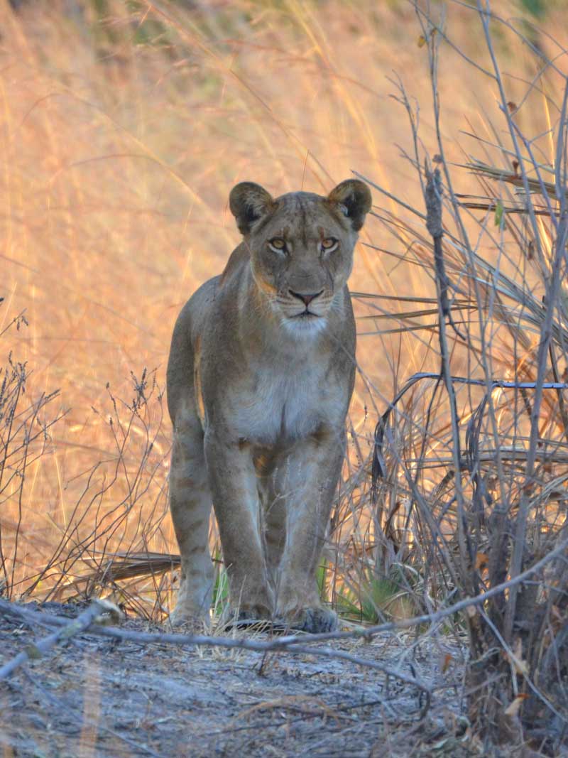 Lioness-nanzhila-plains Lioness-nanzhila-plains