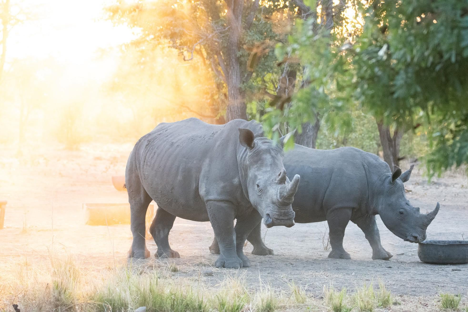 sukulu nature reserve rhino walks livingstone